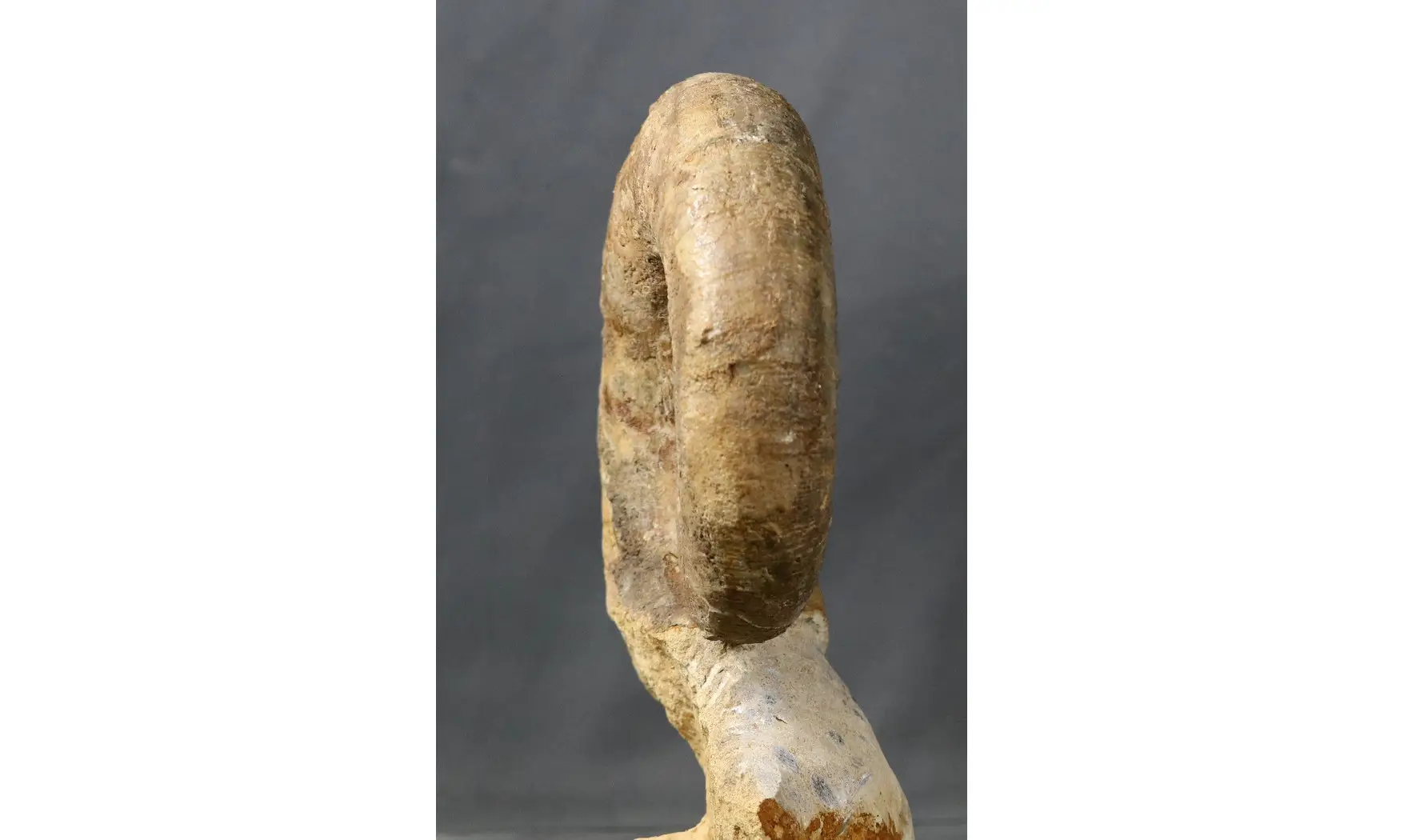 Lytoceras fimbriatum