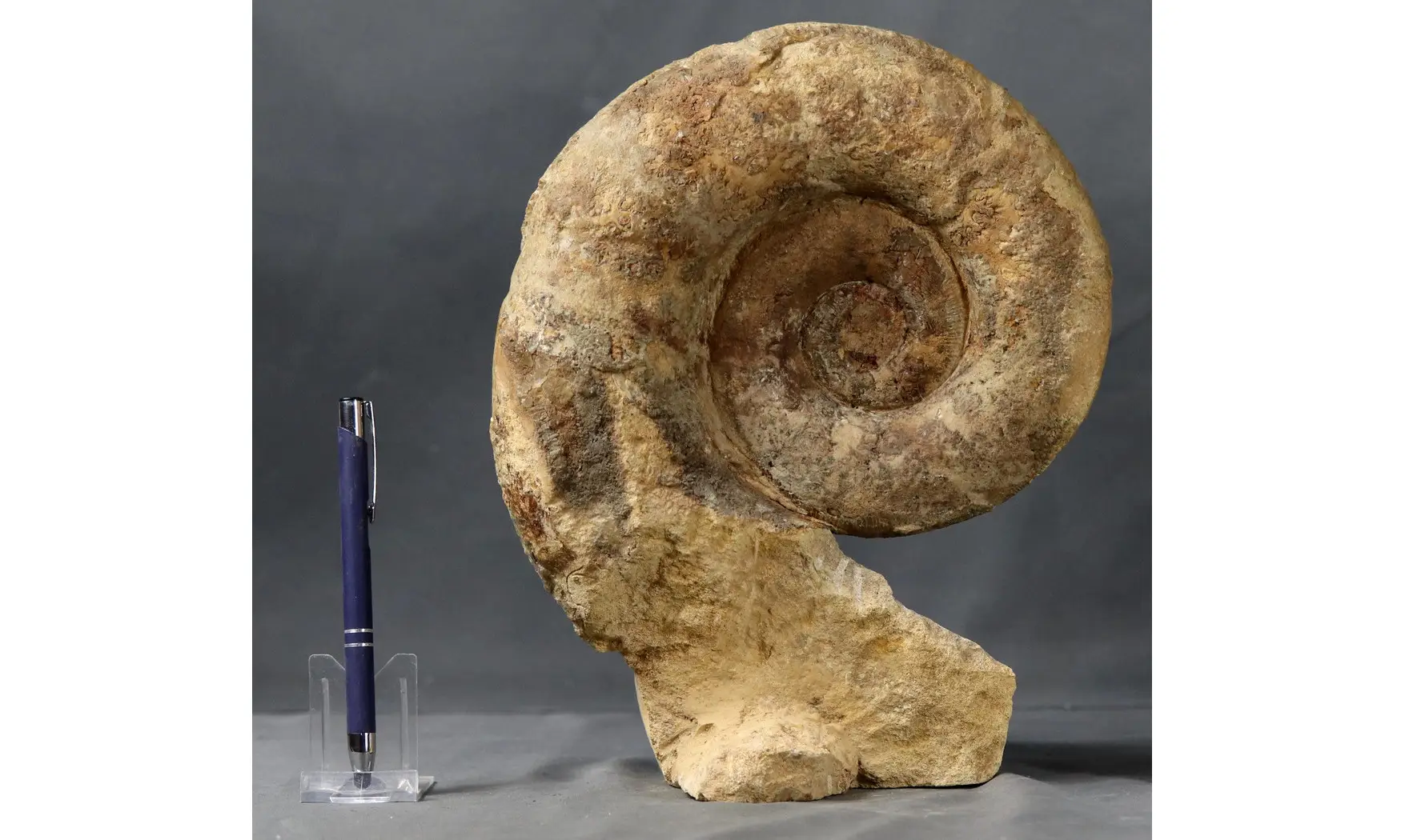 Lytoceras fimbriatum