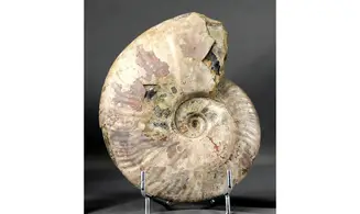 Cleoniceras besairie