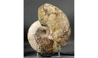Cleoniceras besairie
