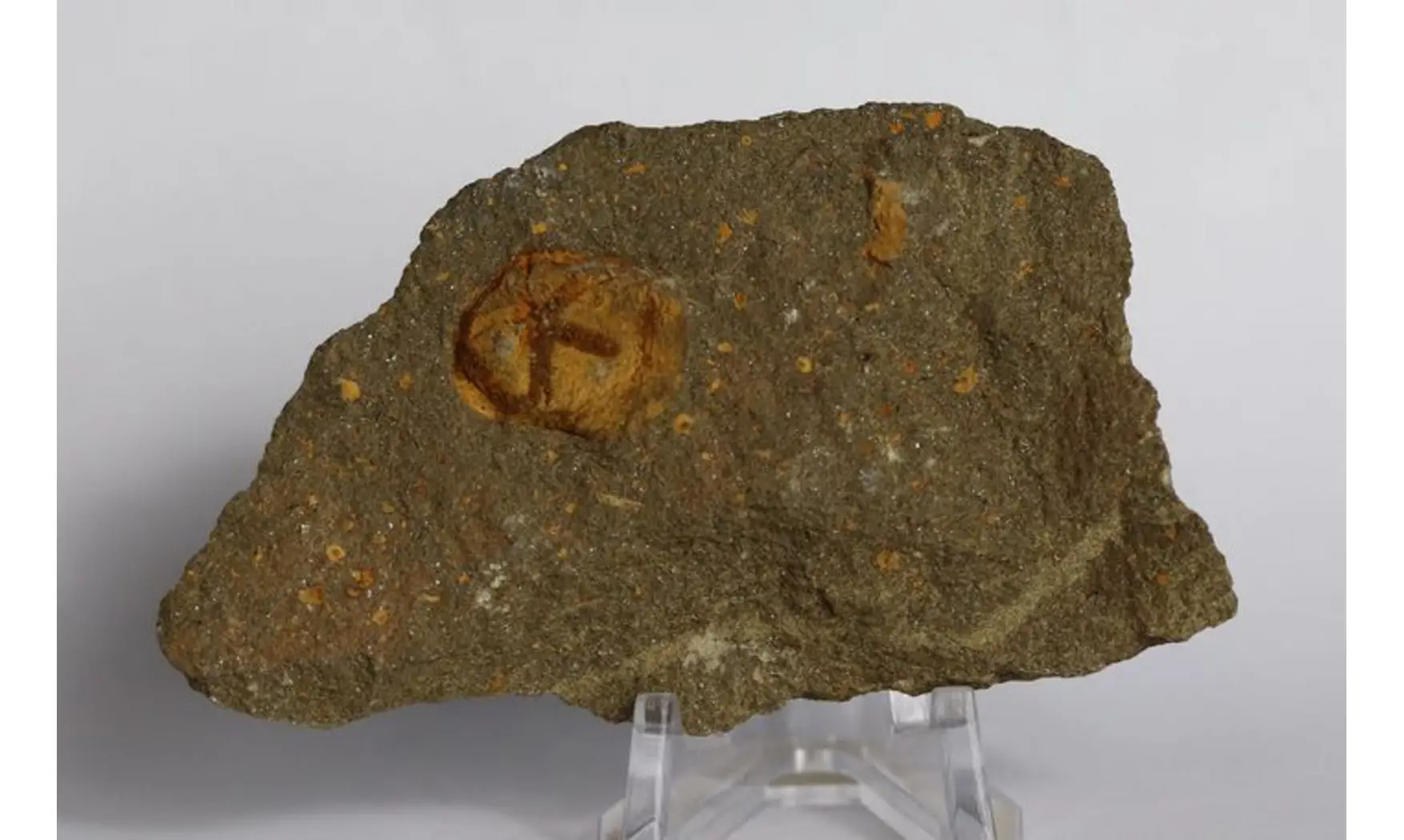Isorophus africanus
