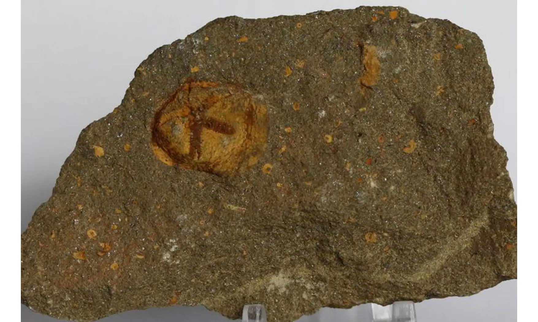 Isorophus africanus