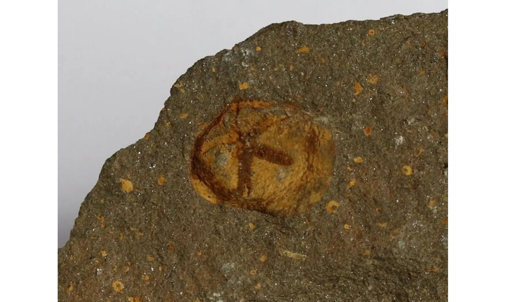 Isorophus africanus