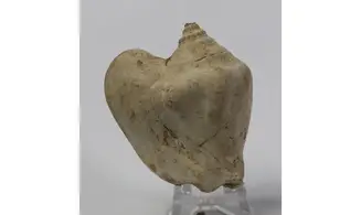Strombus tuberosus