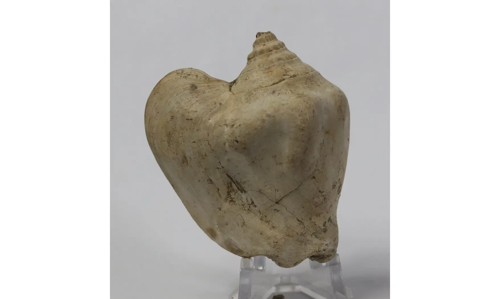 Strombus tuberosus