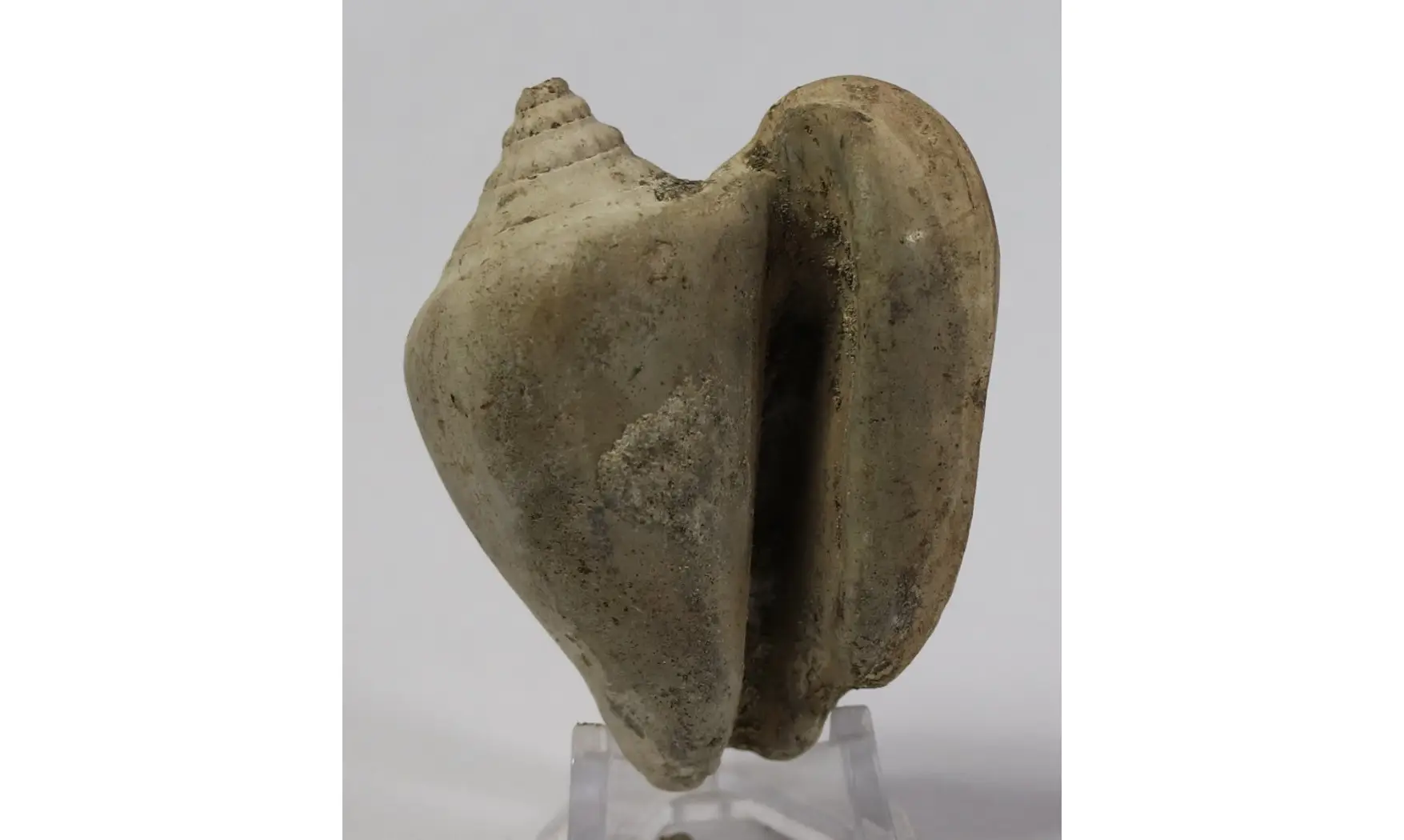 Strombus tuberosus
