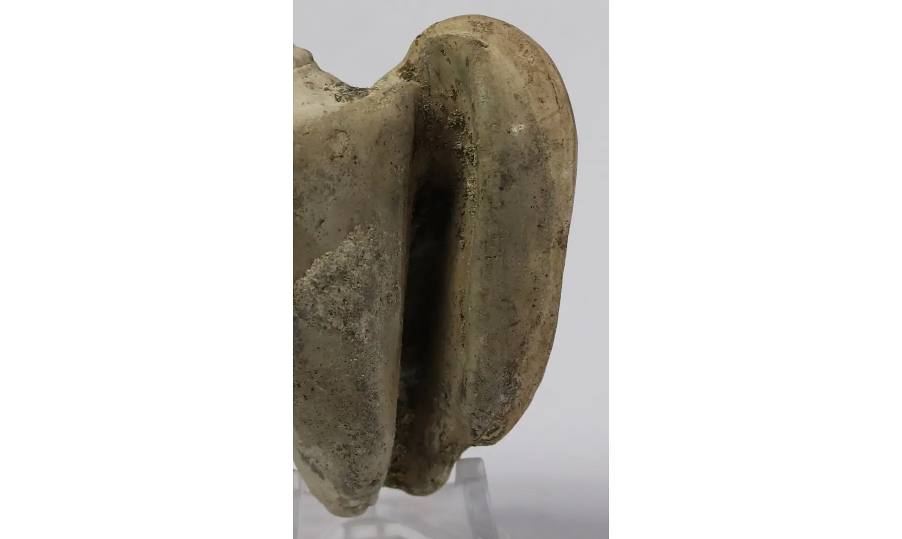 Strombus tuberosus