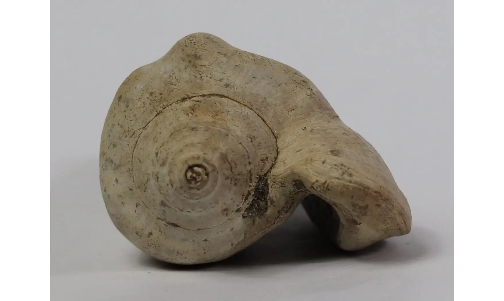 Strombus tuberosus
