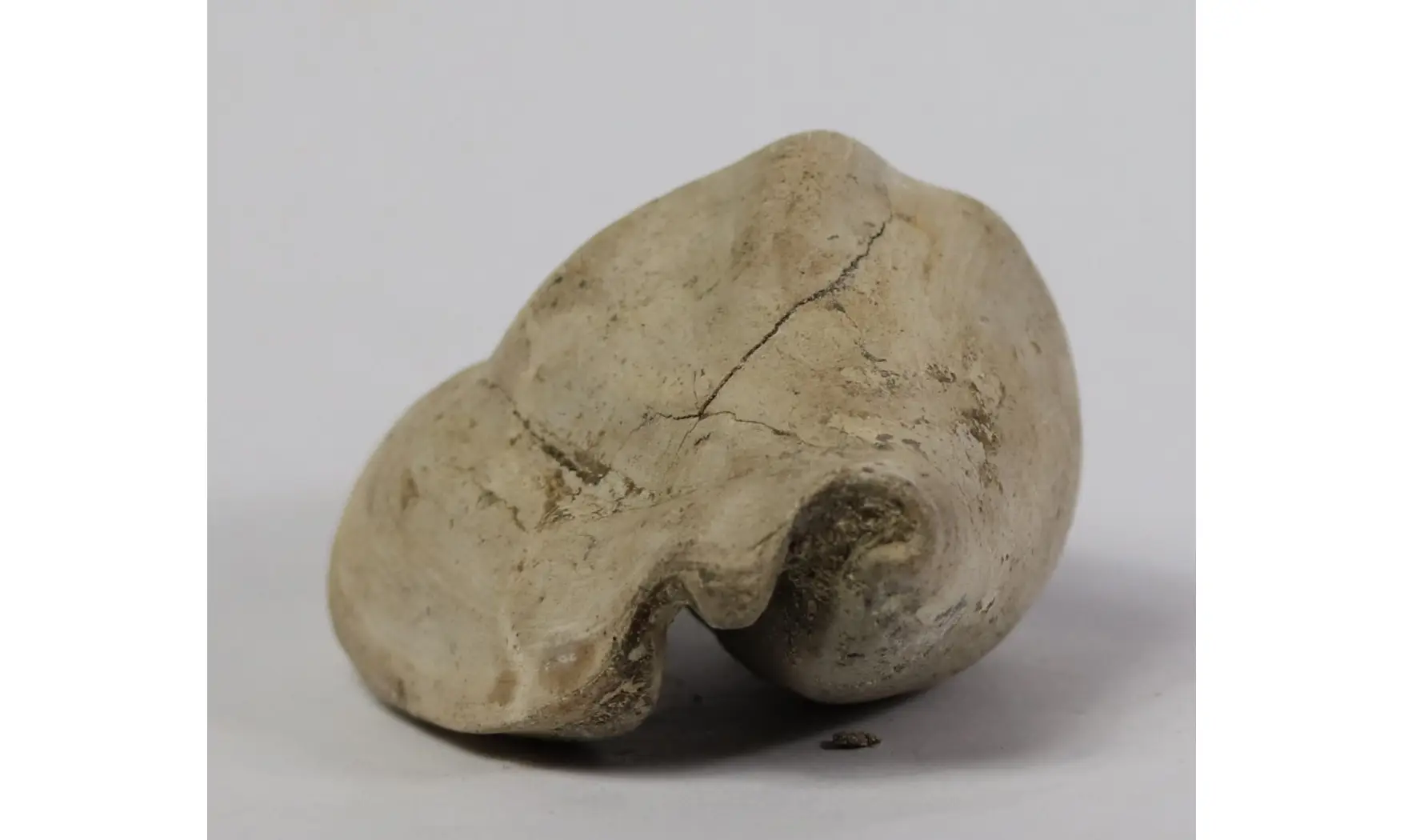 Strombus tuberosus