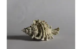 Chicoreus floridanus