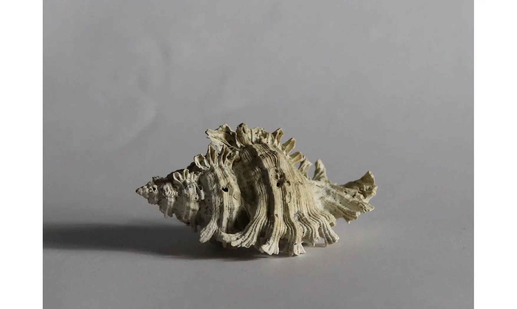 Chicoreus floridanus