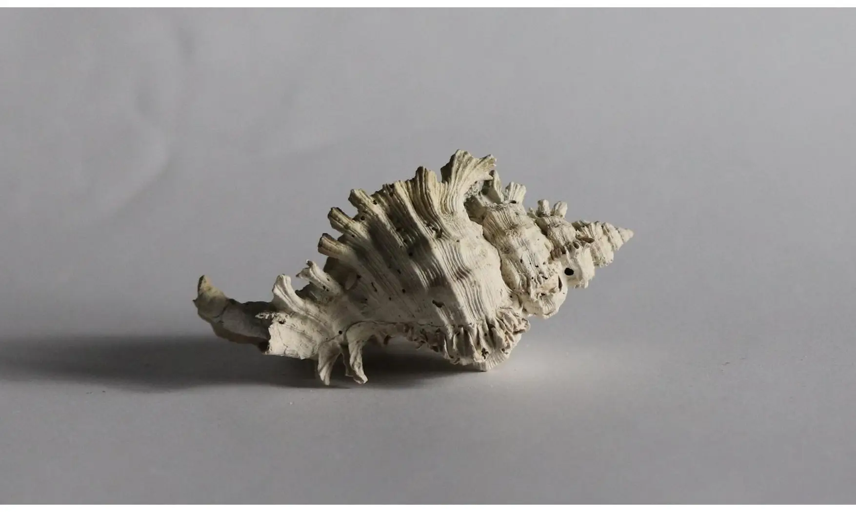 Chicoreus floridanus