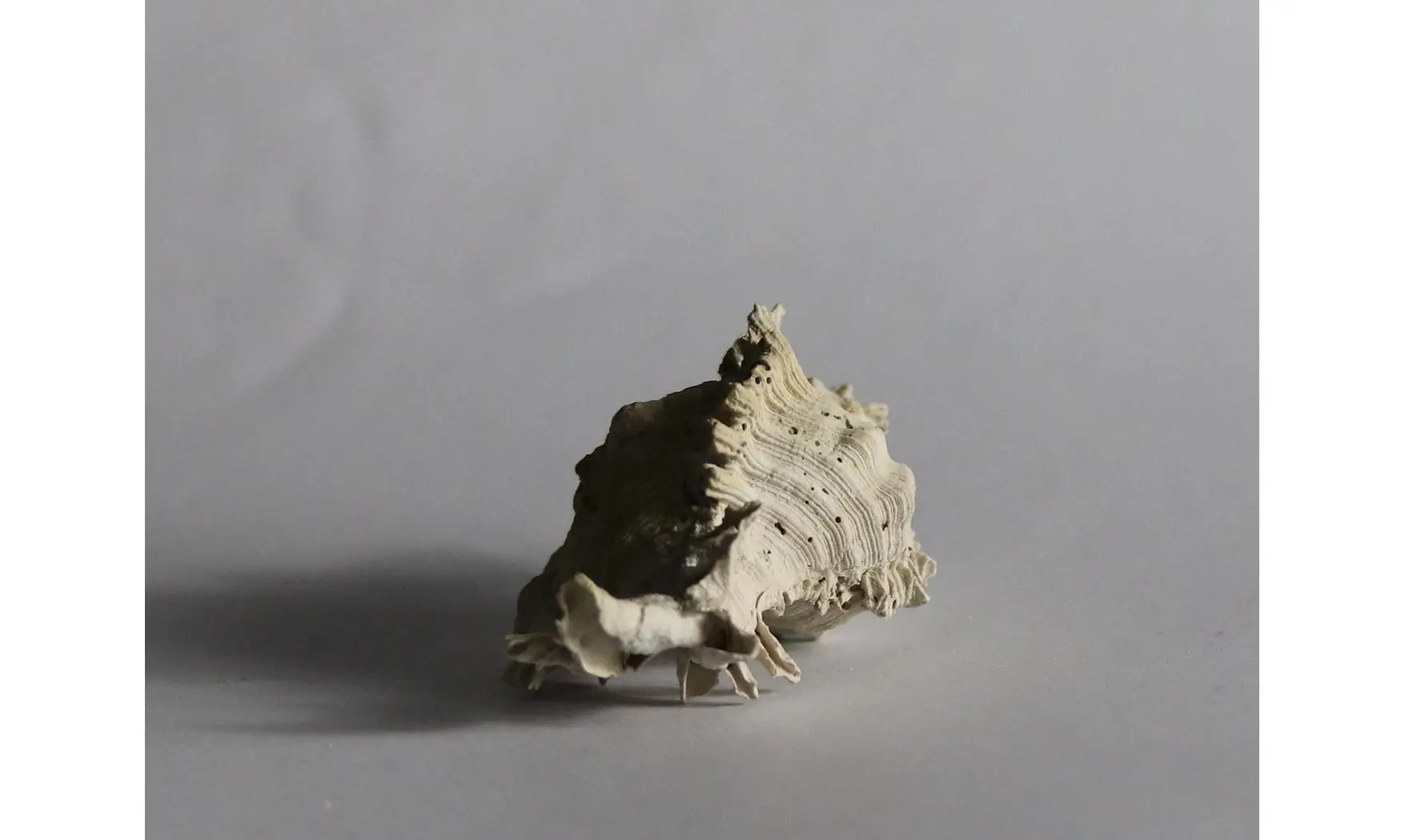 Chicoreus floridanus