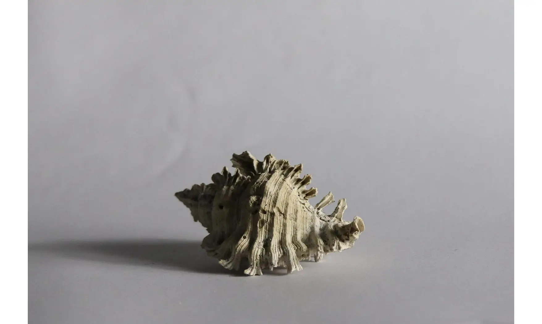 Chicoreus floridanus