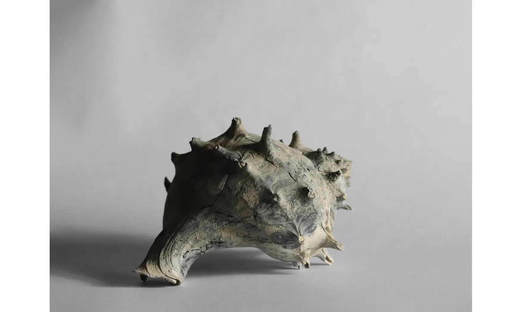 Echinofulgur canoni