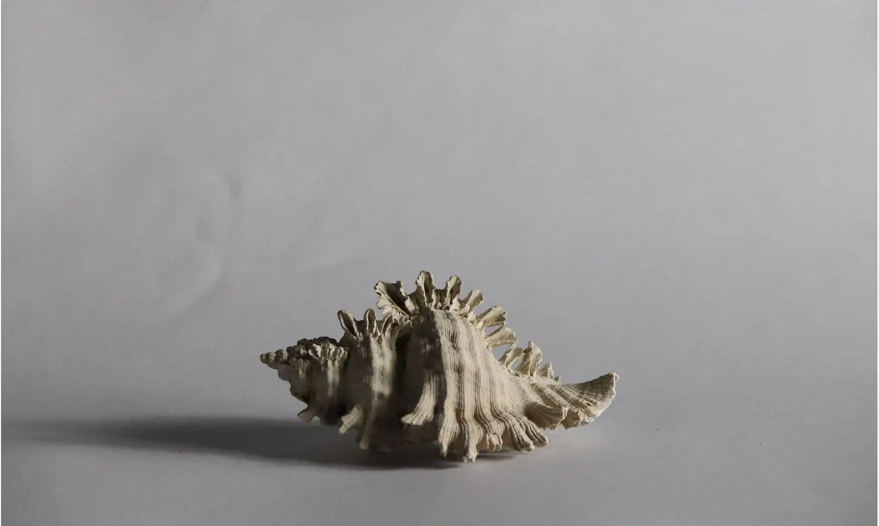 Chicoreus floridanus