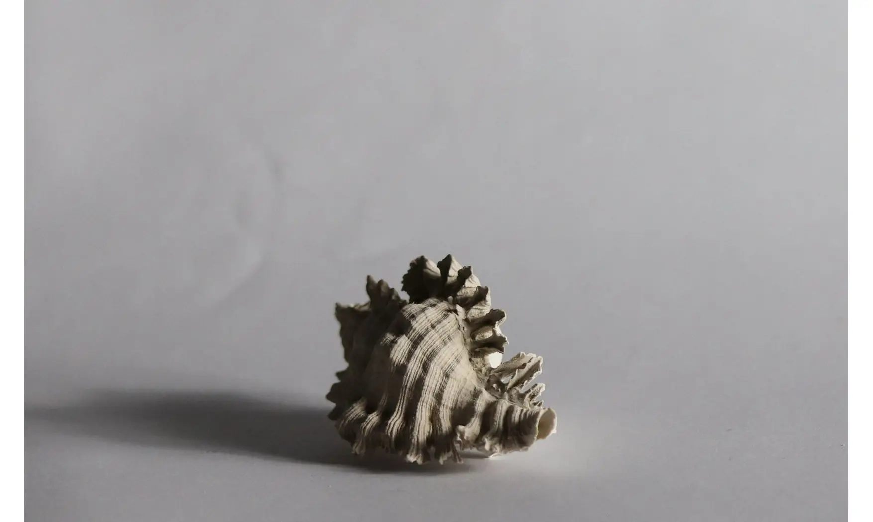 Chicoreus floridanus