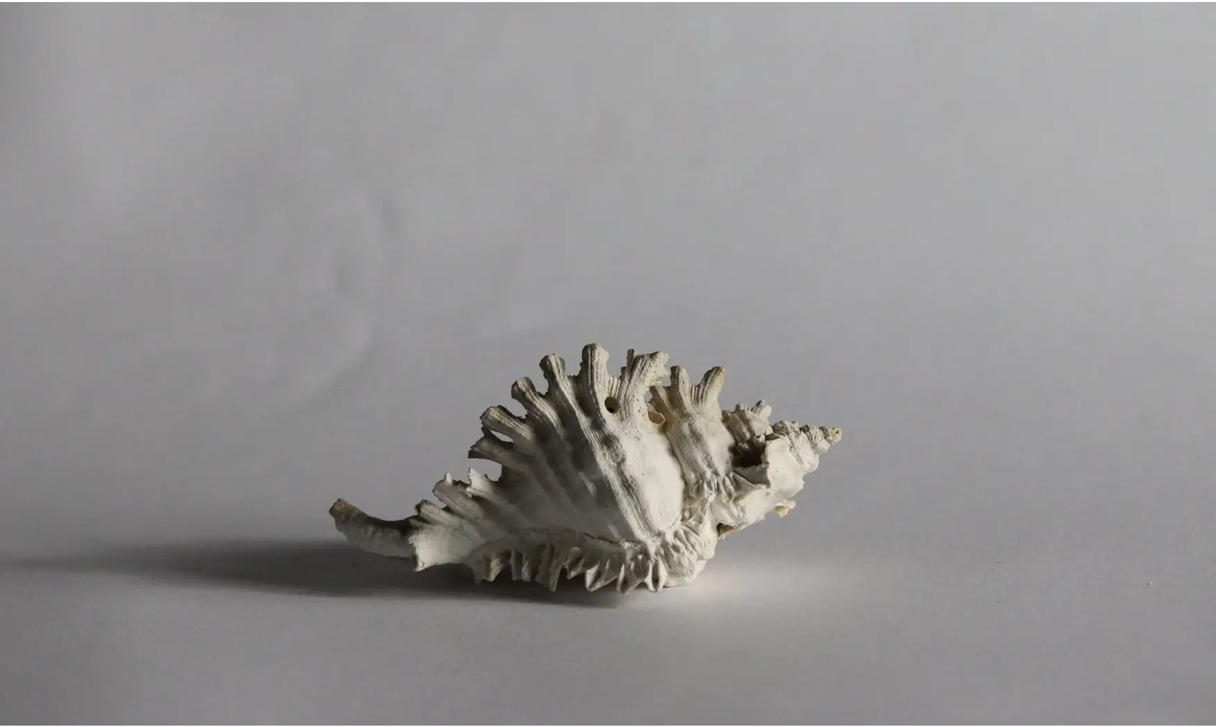 Chicoreus floridanus