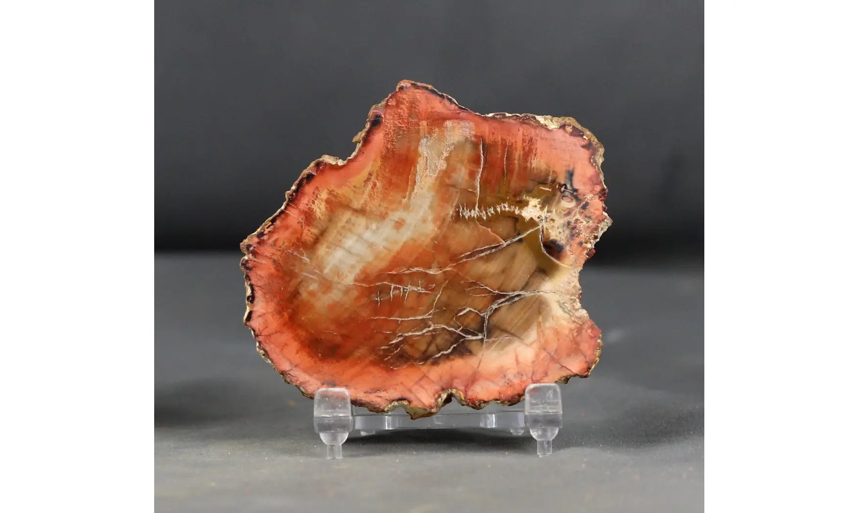 Bois fossile