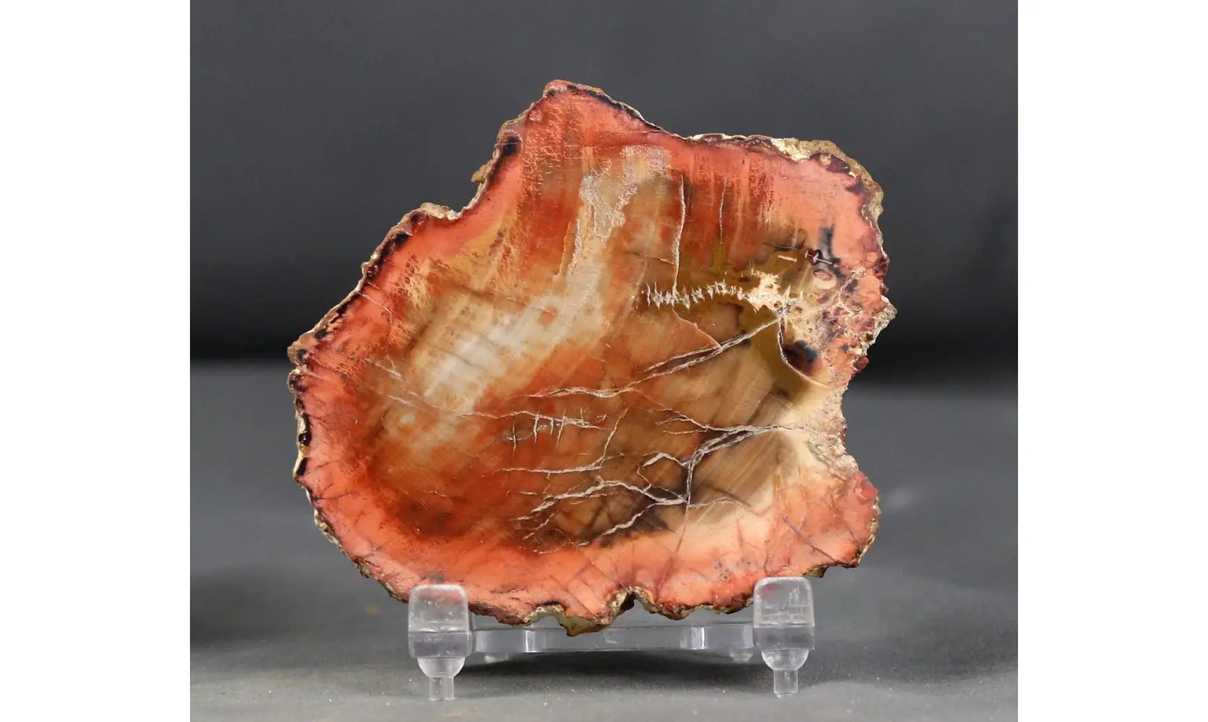 Bois fossile