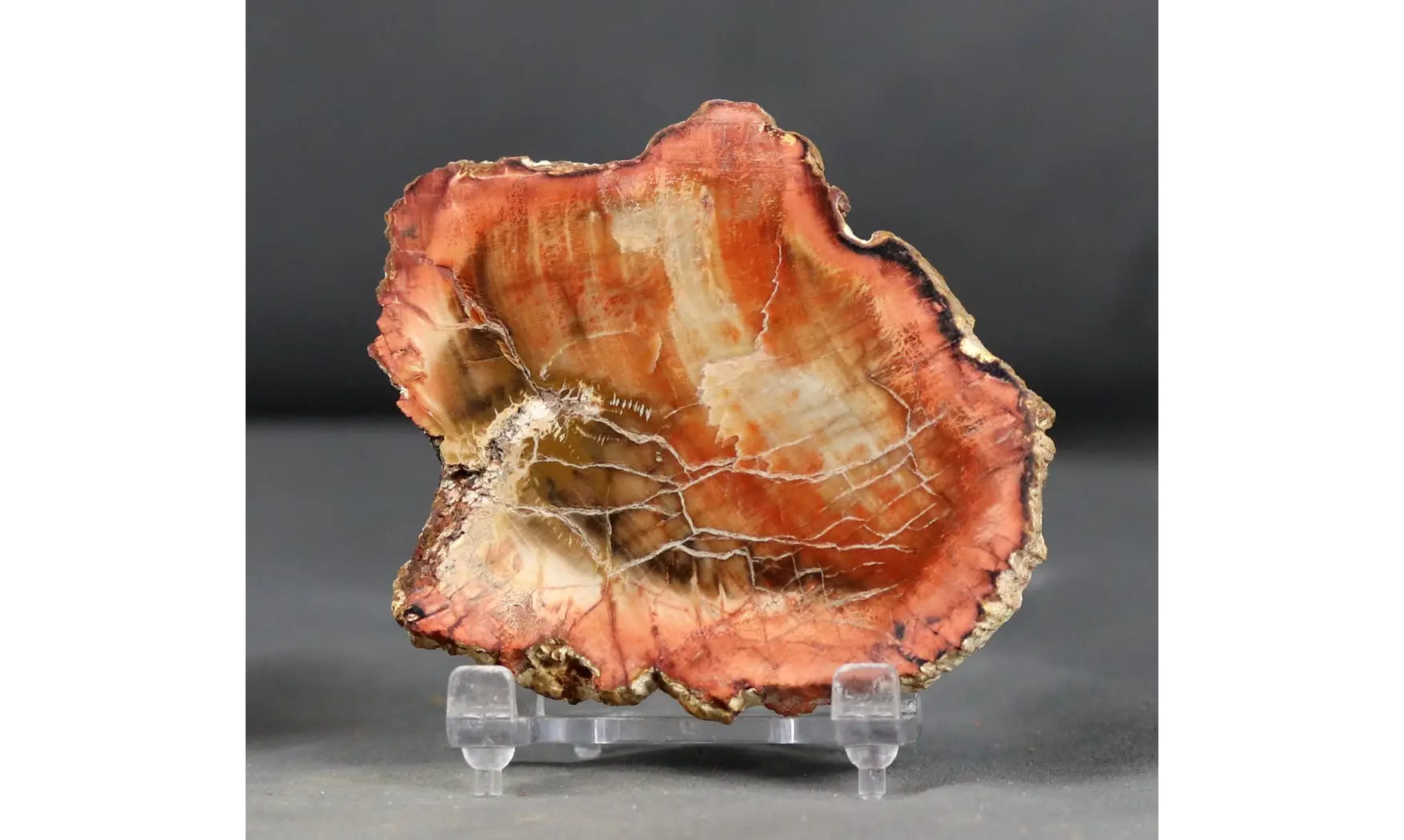Bois fossile