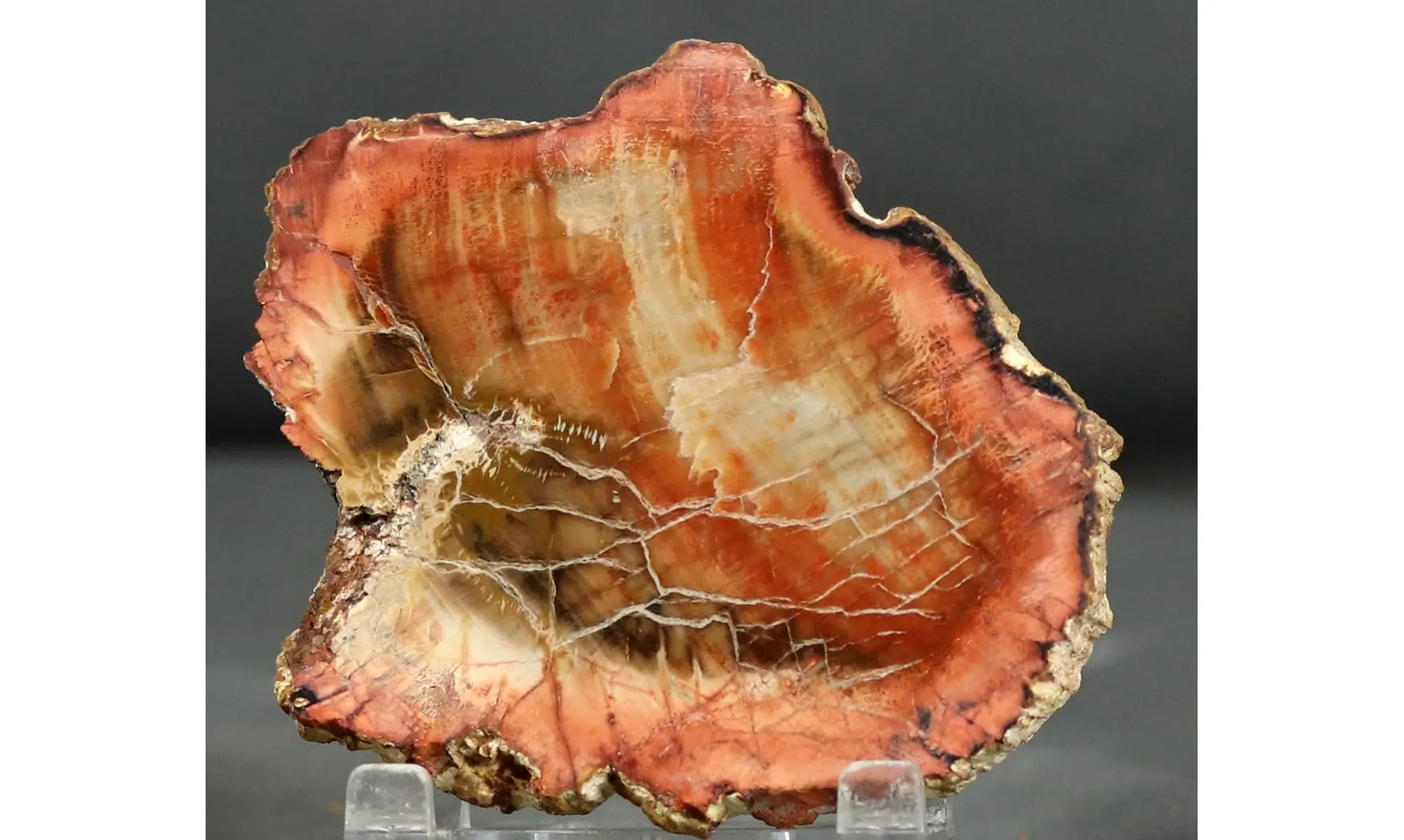 Bois fossile