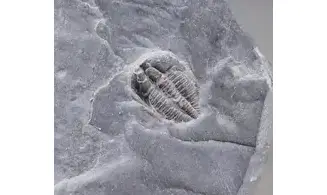 Brachyaspidion microps