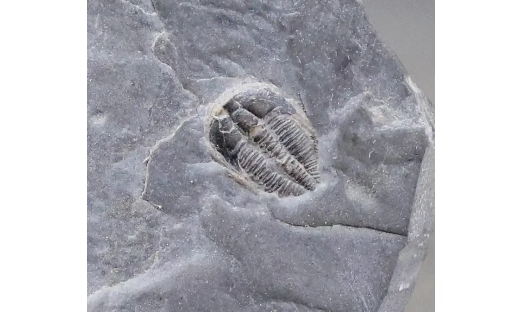 Brachyaspidion microps