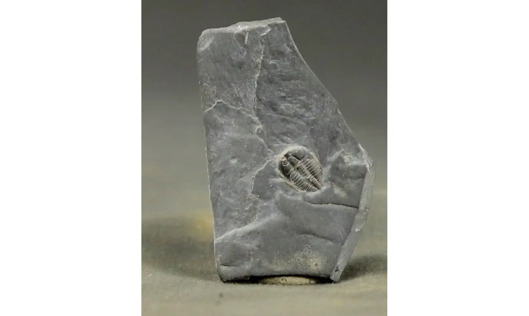 Brachyaspidion microps