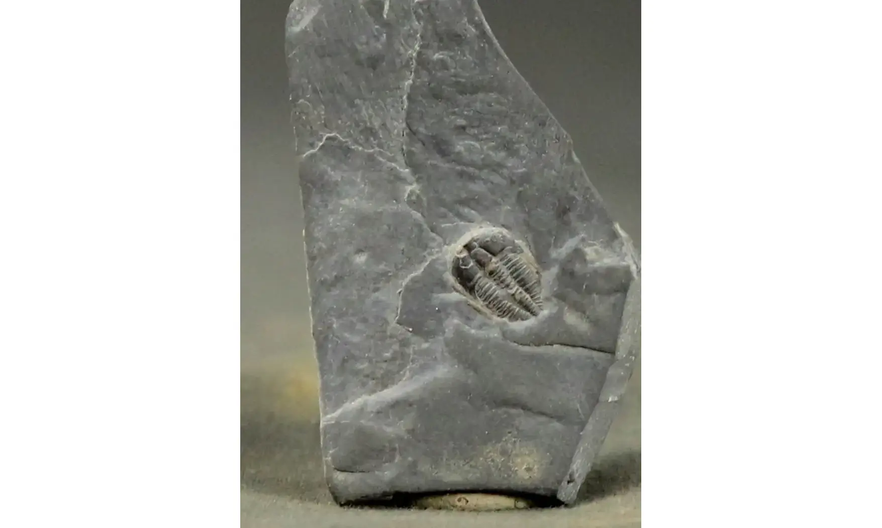 Brachyaspidion microps