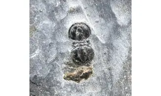 Agnostus interstrictus