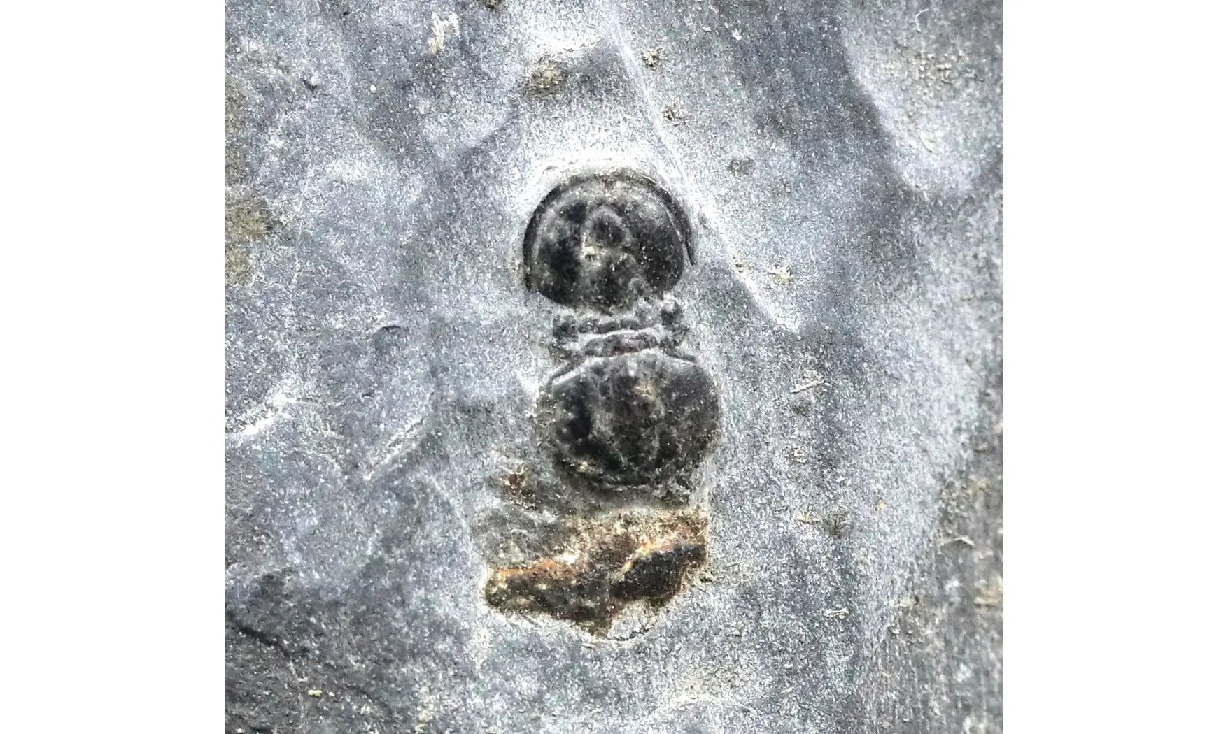 Agnostus interstrictus