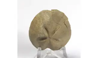 Pericosmus latus