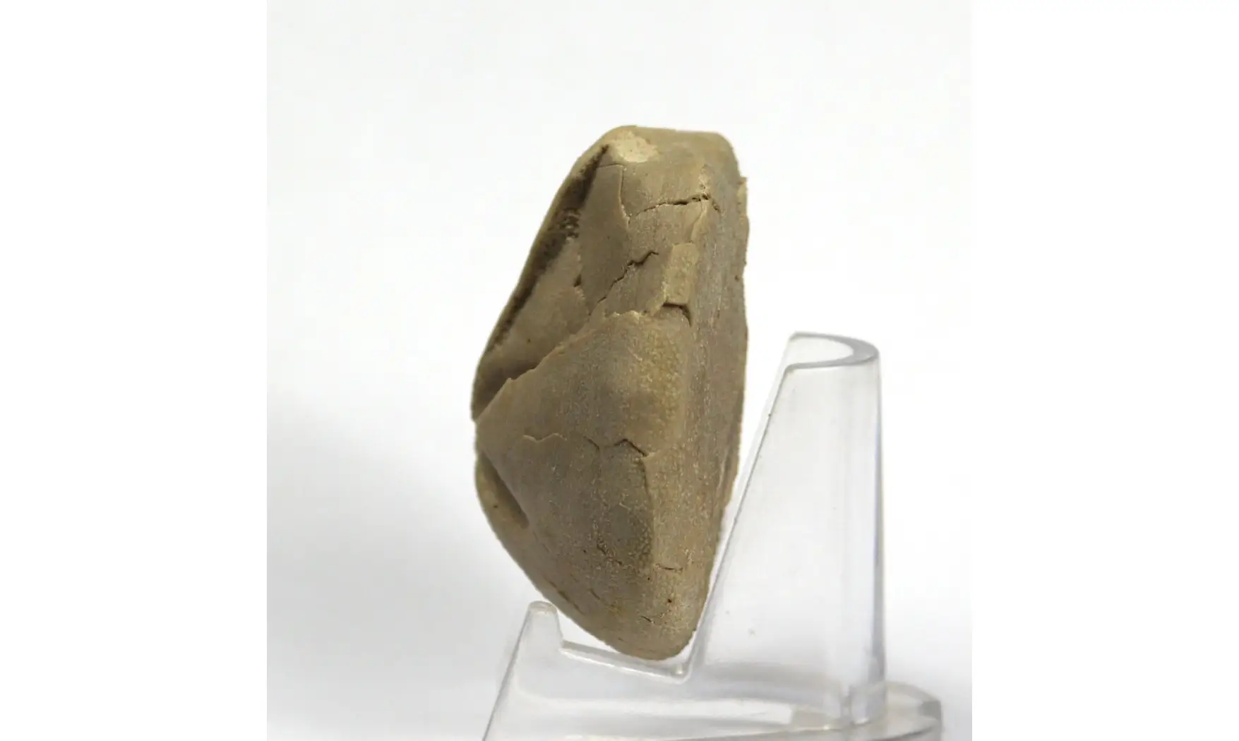 Pericosmus latus