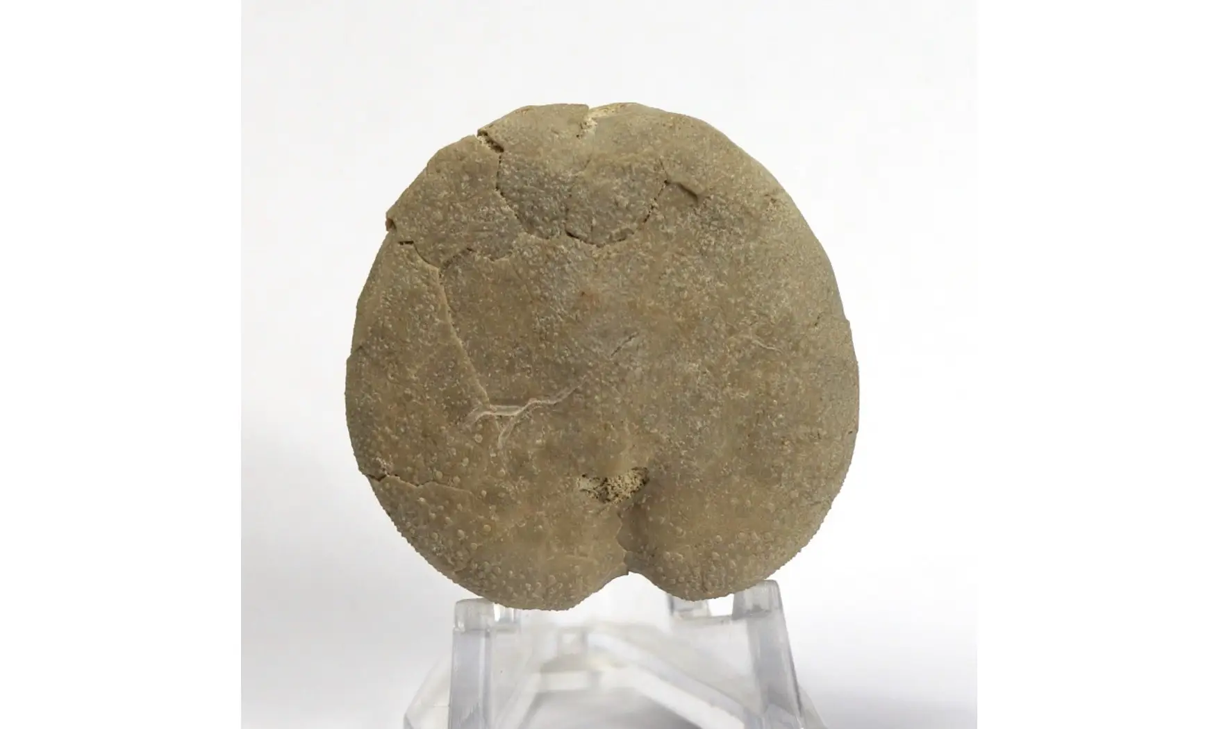 Pericosmus latus