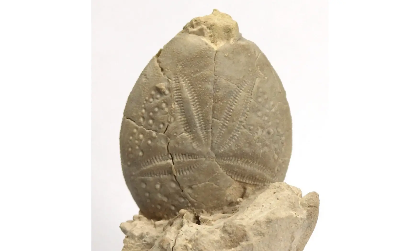 Eupatagus multituberculatus