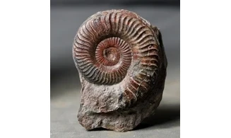 Grammoceras thouarsense