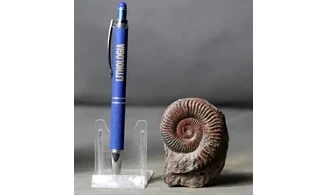 Grammoceras thouarsense
