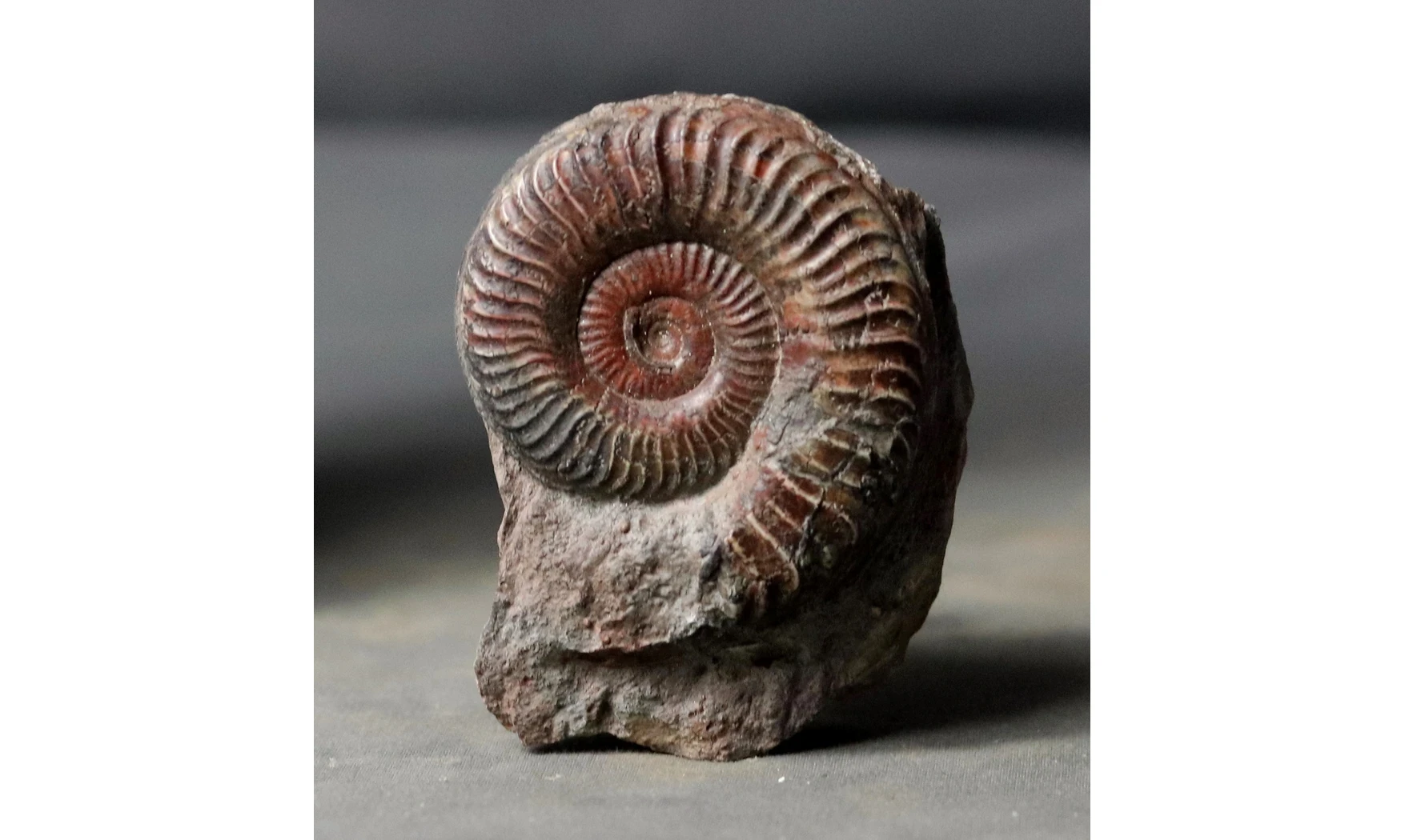 Grammoceras thouarsense