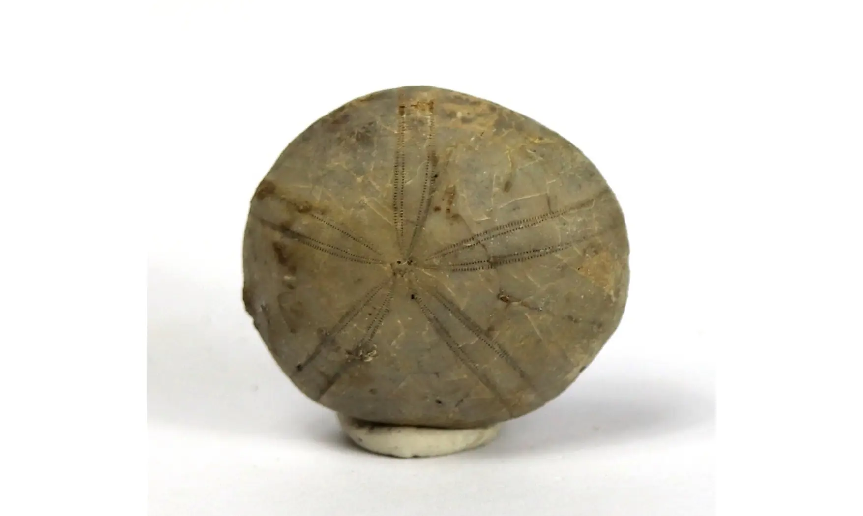 Amblypygus dilatatus