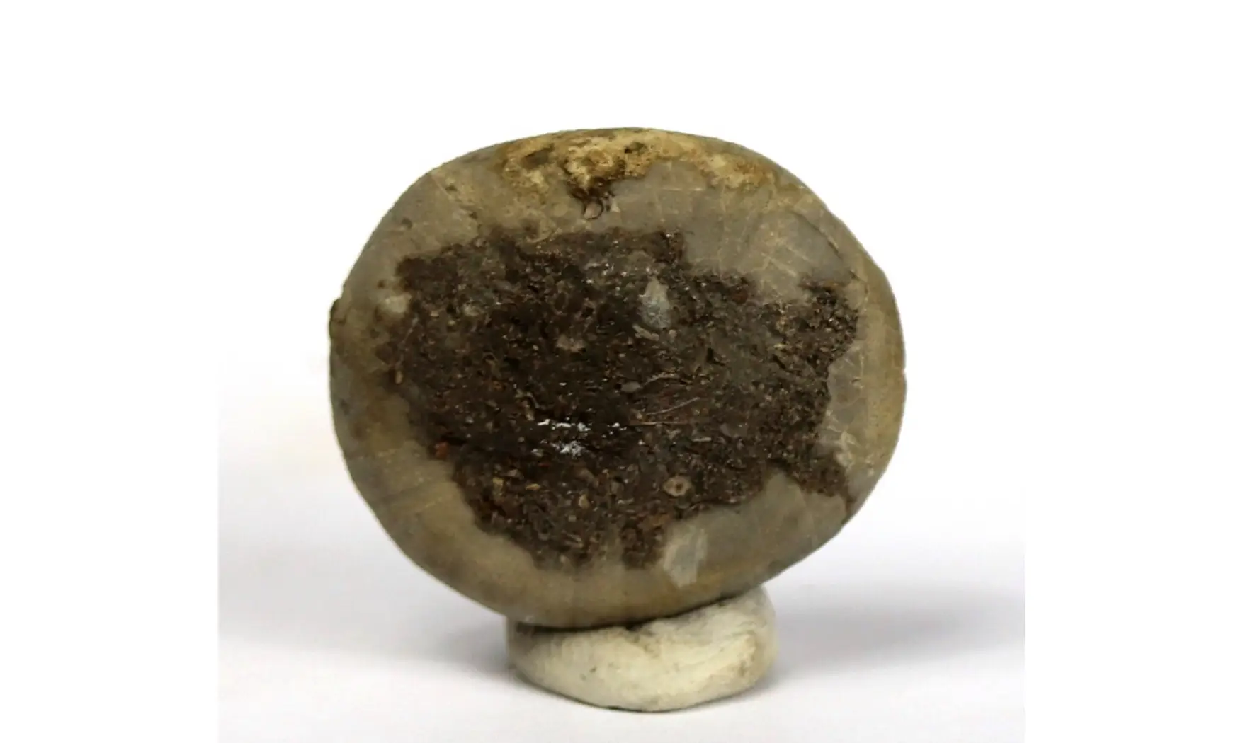 Amblypygus dilatatus