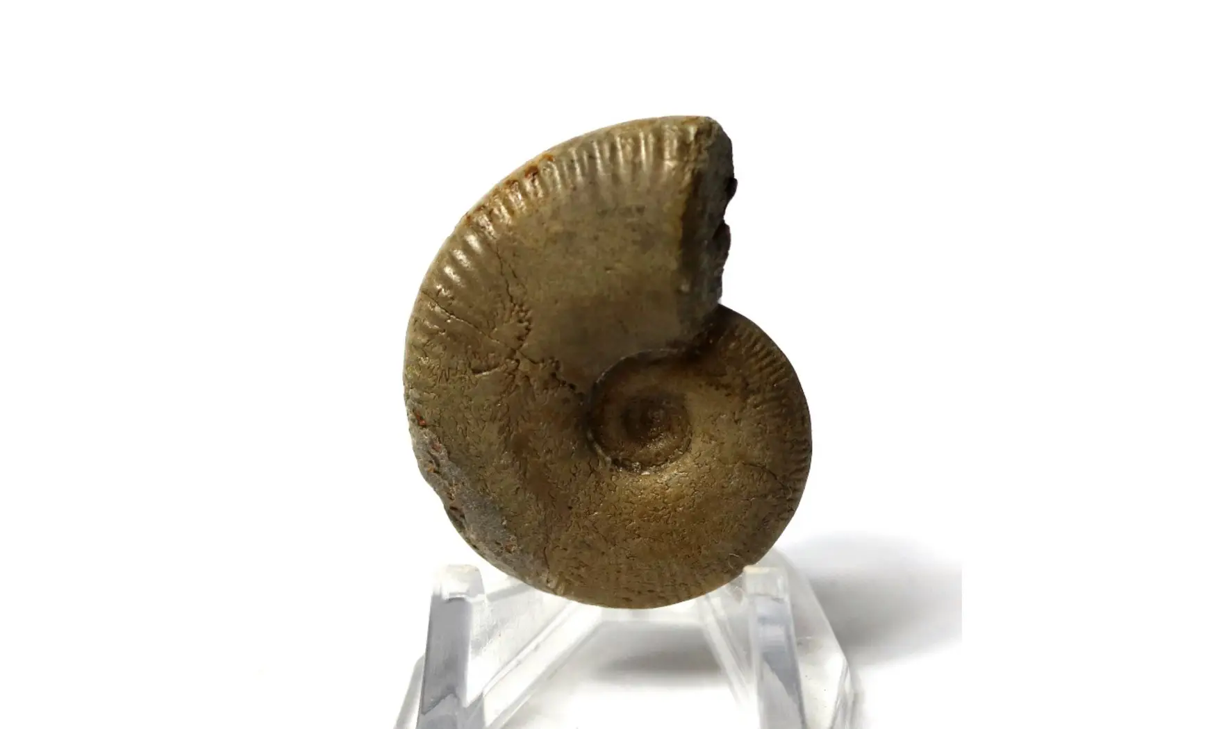 Euhoploceras modestum