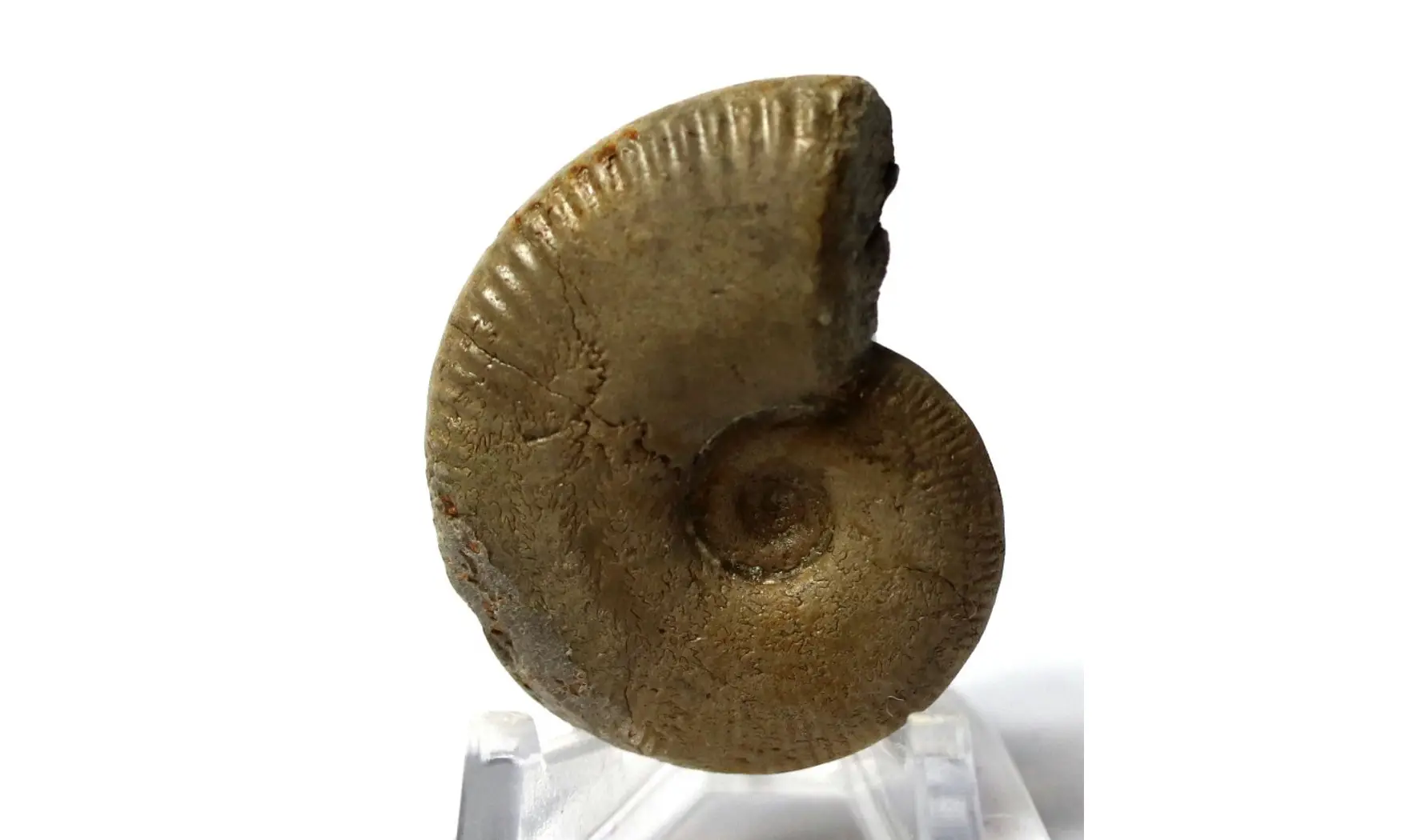 Euhoploceras modestum