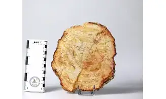 Fossil wood