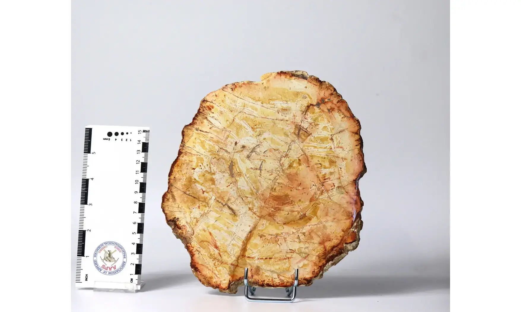 Fossil wood
