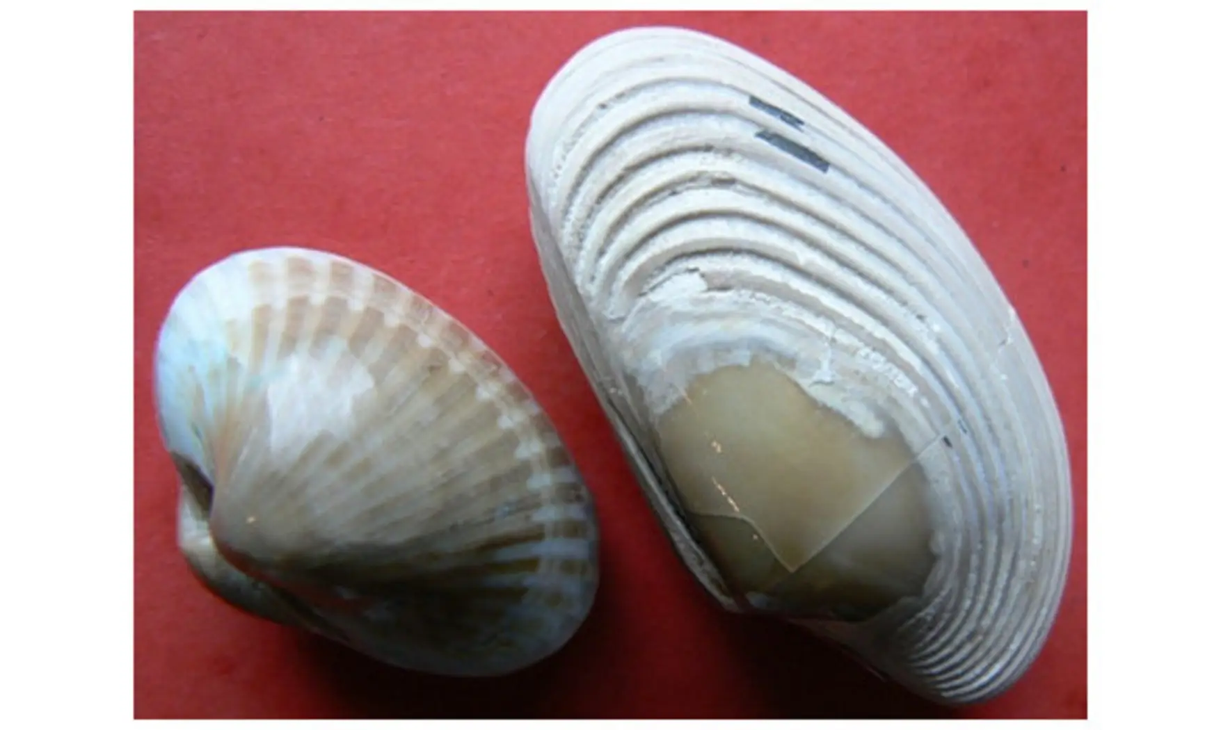 Lot de 2 coquilles polies