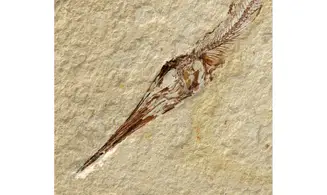 Apateopholis laniatus