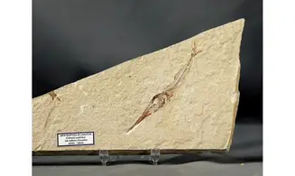 Apateopholis laniatus