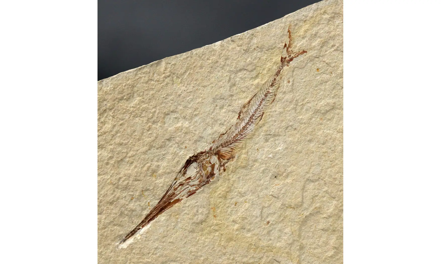 Apateopholis laniatus