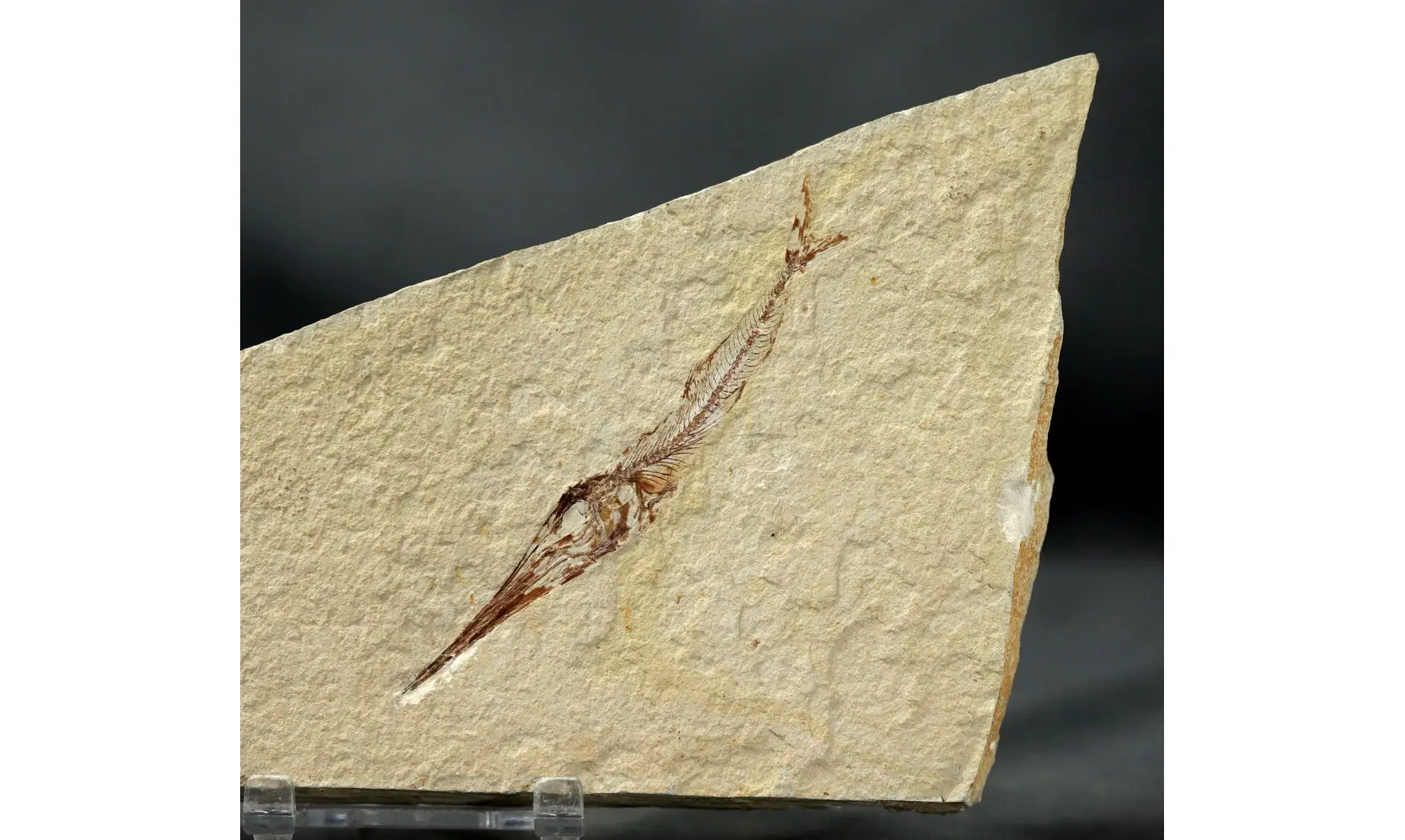 Apateopholis laniatus